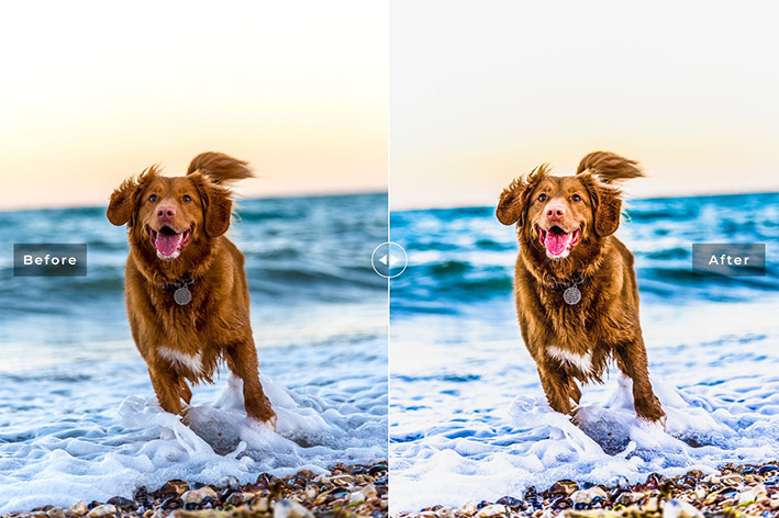 دانلود 11 پریست سینمایی لایت روم و Camera Raw فتوشاپ : My Dog Lightroom Presets دانلود 11 پریست سینمایی لایت روم و Camera Raw فتوشاپ : My Dog Lightroom Presets