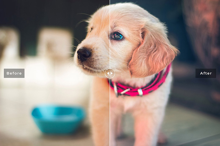 دانلود 11 پریست سینمایی لایت روم و Camera Raw فتوشاپ : My Dog Lightroom Presets دانلود 11 پریست سینمایی لایت روم و Camera Raw فتوشاپ : My Dog Lightroom Presets