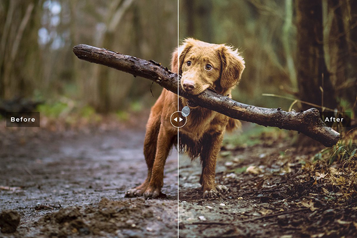 دانلود 11 پریست سینمایی لایت روم و Camera Raw فتوشاپ : My Dog Lightroom Presets دانلود 11 پریست سینمایی لایت روم و Camera Raw فتوشاپ : My Dog Lightroom Presets