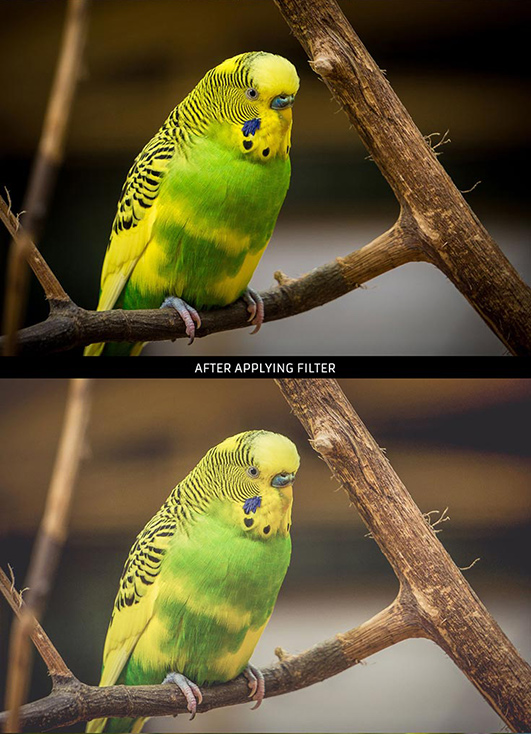 پریست لایت روم و Camera Raw و اکشن Animal Photography Lightroom Presets پریست لایت روم و Camera Raw و اکشن Animal Photography Lightroom Presets