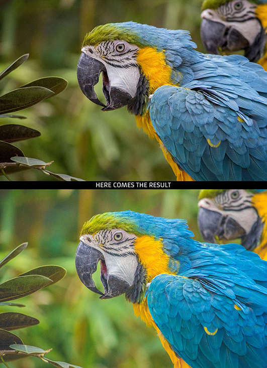 پریست لایت روم و Camera Raw و اکشن Animal Photography Lightroom Presets پریست لایت روم و Camera Raw و اکشن Animal Photography Lightroom Presets