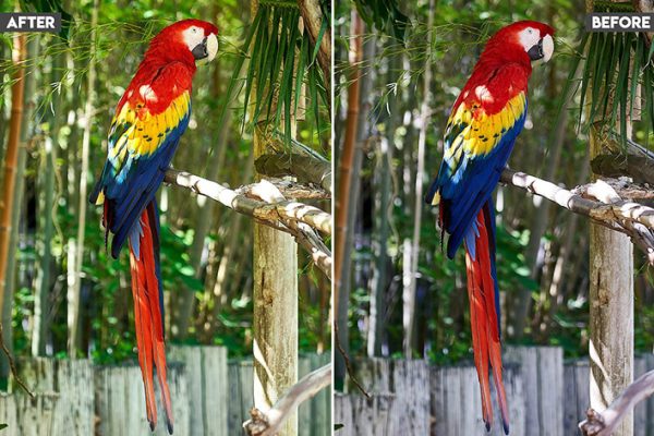 60 پریست رنگی لایت روم برای عکاسی حیات وحش Wildlife Lightroom Presets