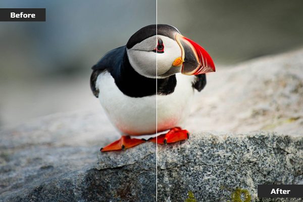 60 پریست رنگی لایت روم برای عکاسی حیات وحش Wildlife Lightroom Presets