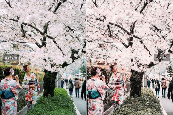 34 پریست لایت روم و Camera Raw و اکشن کمرا راو فتوشاپ تم شکوفه گیلاس Sakura Lightroom Presets