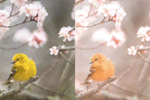 8 پریست لایت روم بهار دسکتاپ و موبایل Spring Lightroom Presets