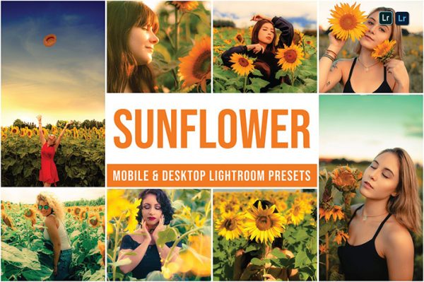 30 پریست لایت روم رنگی 2022 تم گل آفتابگردان Sunflower Lightroom Presets
