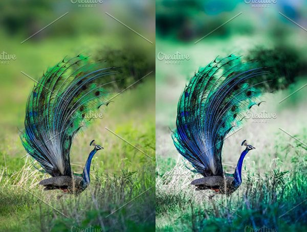 30 پریست لایت روم 2022 رنگی حرفه ای تم طاووس Lightroom Presets Peacock Presets