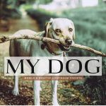 دانلود 11 پریست سینمایی لایت روم و Camera Raw فتوشاپ : My Dog Lightroom Presets