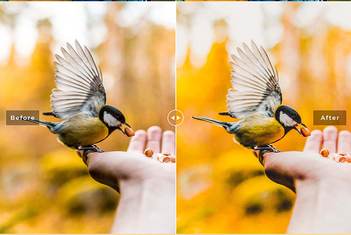 دانلود پریست لایت روم و Camera Raw و اکشن: Birds Wings Mobile Desktop Lightroom Presets دانلود پریست لایت روم و Camera Raw و اکشن: Birds Wings Mobile Desktop Lightroom Presets