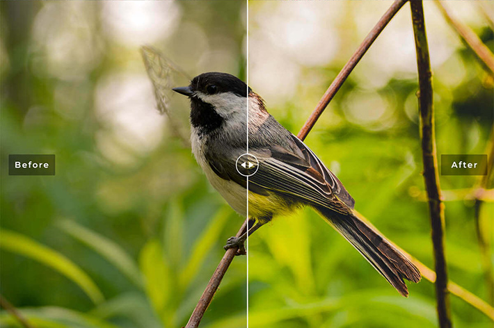 دانلود پریست لایت روم و Camera Raw و اکشن: Birds Wings Mobile Desktop Lightroom Presets دانلود پریست لایت روم و Camera Raw و اکشن: Birds Wings Mobile Desktop Lightroom Presets