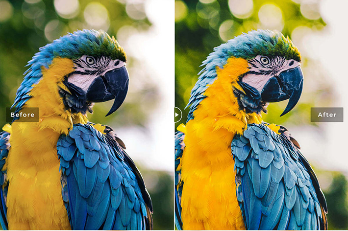 دانلود پریست لایت روم و Camera Raw و اکشن: Birds Wings Mobile Desktop Lightroom Presets دانلود پریست لایت روم و Camera Raw و اکشن: Birds Wings Mobile Desktop Lightroom Presets