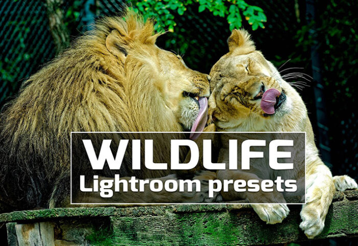 دانلود پریست لایت روم 50 عددی دسکتاپ : Wildlife Lightroom Presets