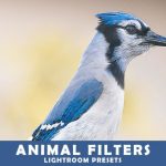 پریست لایت روم و Camera Raw و اکشن Animal Photography Lightroom Presets