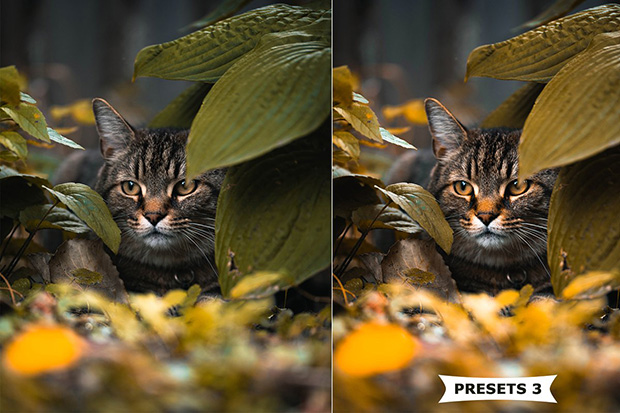 پریست لایت روم دسکتاپ و موبایل رنگ پاییزی Autumn Lightroom Presets پریست لایت روم دسکتاپ و موبایل رنگ پاییزی Autumn Lightroom Presets