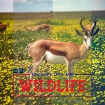 پریست لایت روم و کمرا راو تم طبیعت Wildlife Mobile LR and ACR Presets