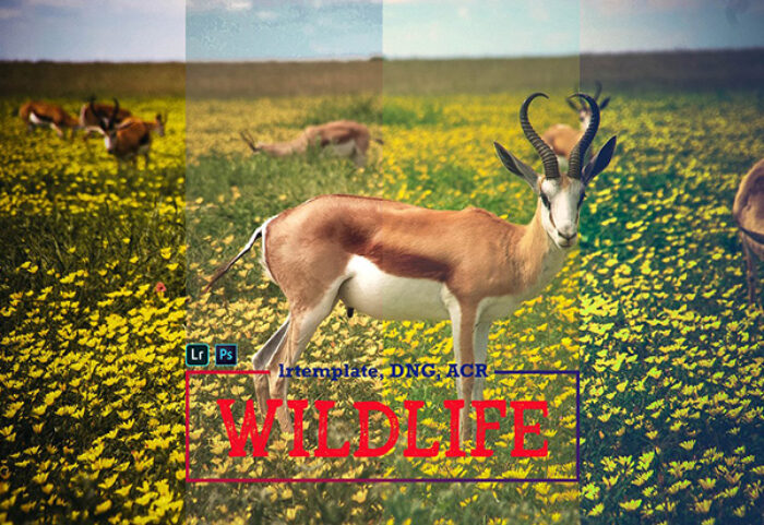 پریست لایت روم و کمرا راو تم طبیعت Wildlife Mobile LR and ACR Presets