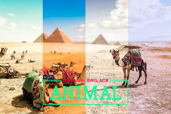 پریست لایت روم و کمرا راو تم فضای آزاد Animal LR Mobile and ACR Presets