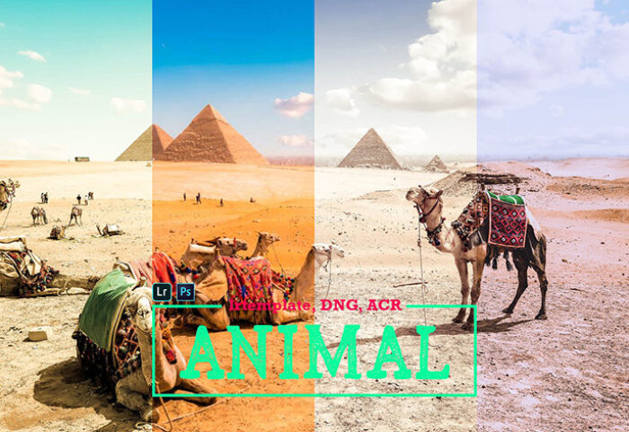 پریست لایت روم و کمرا راو تم فضای آزاد Animal LR Mobile and ACR Presets
