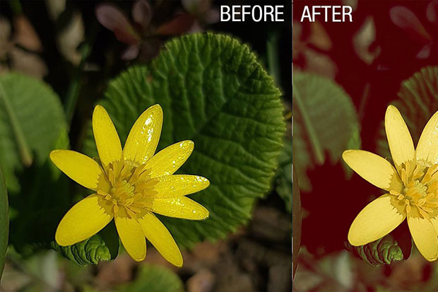 پریست لایت روم دسکتاپ و موبایل تم گل flowers lightroom presets پریست لایت روم دسکتاپ و موبایل تم گل flowers lightroom presets