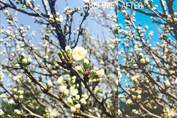 پریست لایت روم دسکتاپ و موبایل تم گل flowers lightroom presets پریست لایت روم دسکتاپ و موبایل تم گل flowers lightroom presets