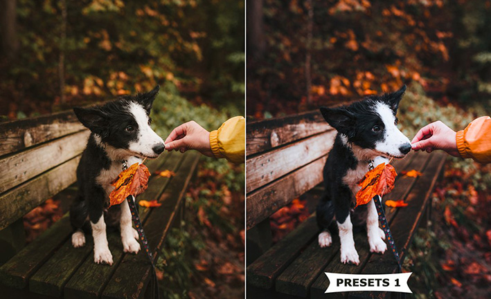 10 پریست پاییزی لایت روم حرفه ای Autumn Lightroom Presets