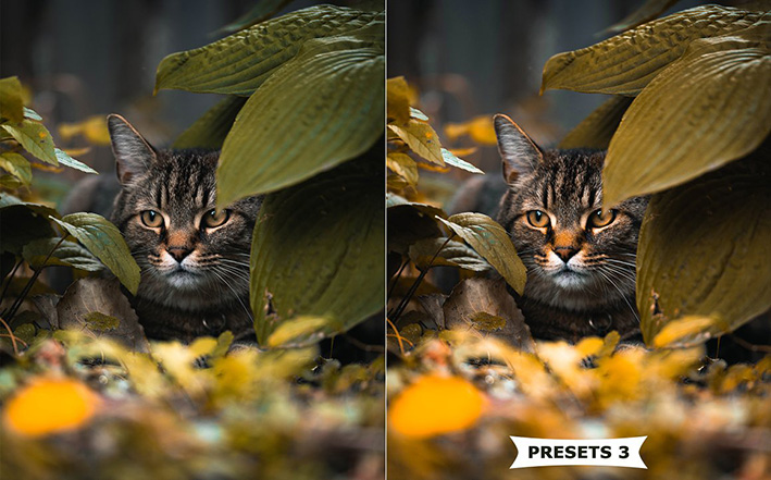 10 پریست پاییزی لایت روم حرفه ای Autumn Lightroom Presets