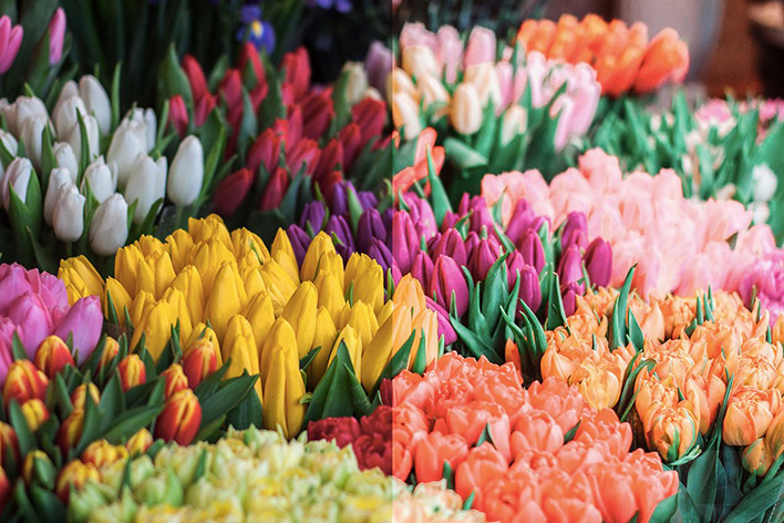 8 پریست لایت روم بهار دسکتاپ و موبایل Spring Lightroom Presets 8 پریست لایت روم بهار دسکتاپ و موبایل Spring Lightroom Presets