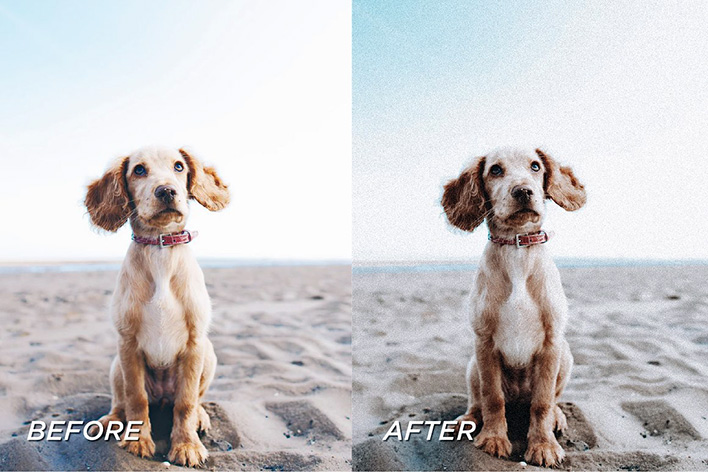 40 پریست لایت روم حرفه ای حیوانات خانگی Pet Lightroom Preset Bundle 40 پریست لایت روم حرفه ای حیوانات خانگی Pet Lightroom Preset Bundle