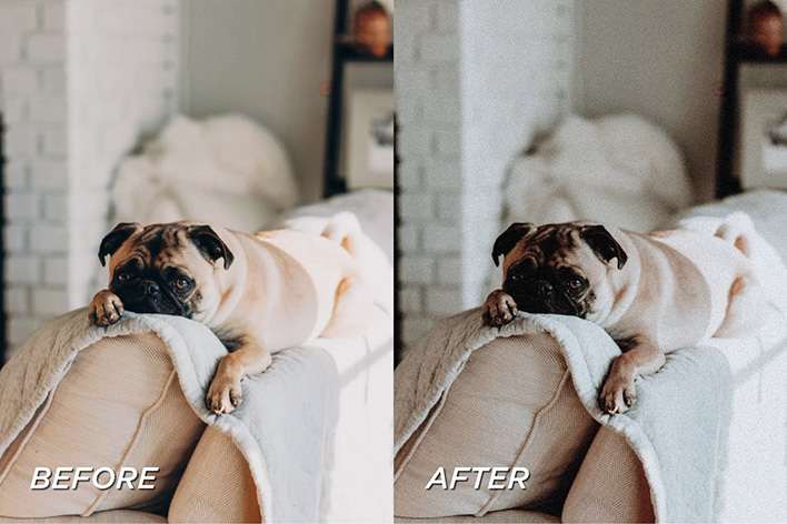40 پریست لایت روم حرفه ای حیوانات خانگی Pet Lightroom Preset Bundle 40 پریست لایت روم حرفه ای حیوانات خانگی Pet Lightroom Preset Bundle