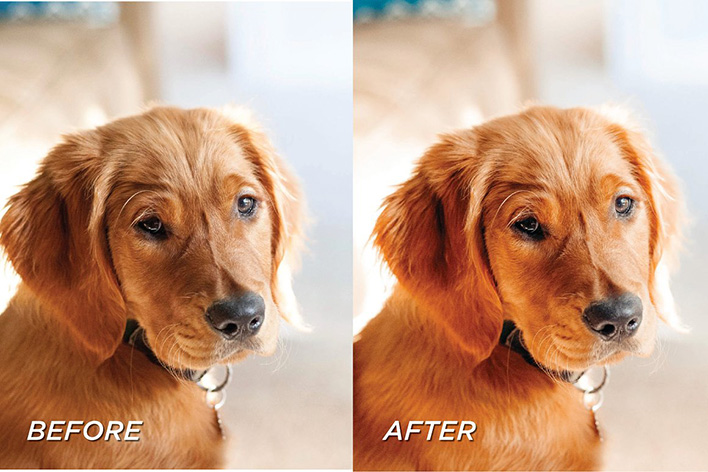 40 پریست لایت روم حرفه ای حیوانات خانگی Pet Lightroom Preset Bundle 40 پریست لایت روم حرفه ای حیوانات خانگی Pet Lightroom Preset Bundle
