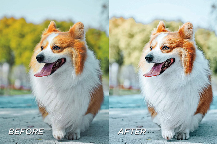 40 پریست لایت روم حرفه ای حیوانات خانگی Pet Lightroom Preset Bundle 40 پریست لایت روم حرفه ای حیوانات خانگی Pet Lightroom Preset Bundle