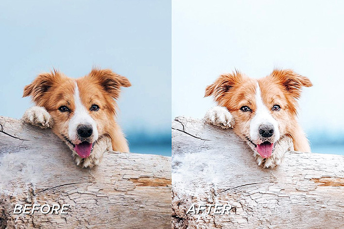 40 پریست لایت روم حرفه ای حیوانات خانگی Pet Lightroom Preset Bundle 40 پریست لایت روم حرفه ای حیوانات خانگی Pet Lightroom Preset Bundle