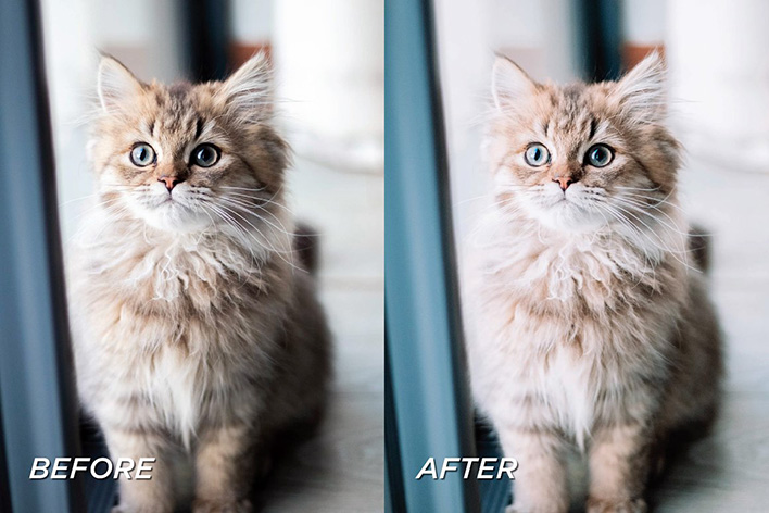 40 پریست لایت روم حرفه ای حیوانات خانگی Pet Lightroom Preset Bundle 40 پریست لایت روم حرفه ای حیوانات خانگی Pet Lightroom Preset Bundle