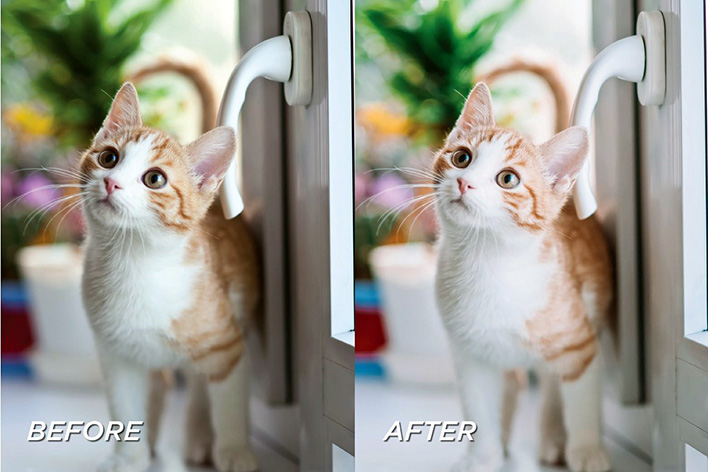 40 پریست لایت روم حرفه ای حیوانات خانگی Pet Lightroom Preset Bundle 40 پریست لایت روم حرفه ای حیوانات خانگی Pet Lightroom Preset Bundle