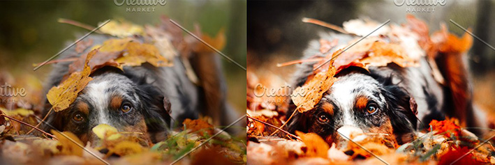 36 پریست لایت روم حرفه ای پاییز تم پائیز آرام Cozy Fall Vol 2 Lightroom Presets 36 پریست لایت روم حرفه ای پاییز تم پائیز آرام Cozy Fall Vol 2 Lightroom Presets