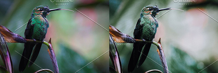42 پریست لایت روم حرفه ای پرندگان و حیوانات Birds Lightroom Presets 42 پریست لایت روم حرفه ای پرندگان و حیوانات Birds Lightroom Presets