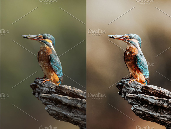 42 پریست لایت روم حرفه ای پرندگان و حیوانات Birds Lightroom Presets 42 پریست لایت روم حرفه ای پرندگان و حیوانات Birds Lightroom Presets