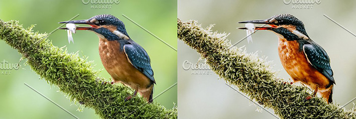 42 پریست لایت روم حرفه ای پرندگان و حیوانات Birds Lightroom Presets 42 پریست لایت روم حرفه ای پرندگان و حیوانات Birds Lightroom Presets