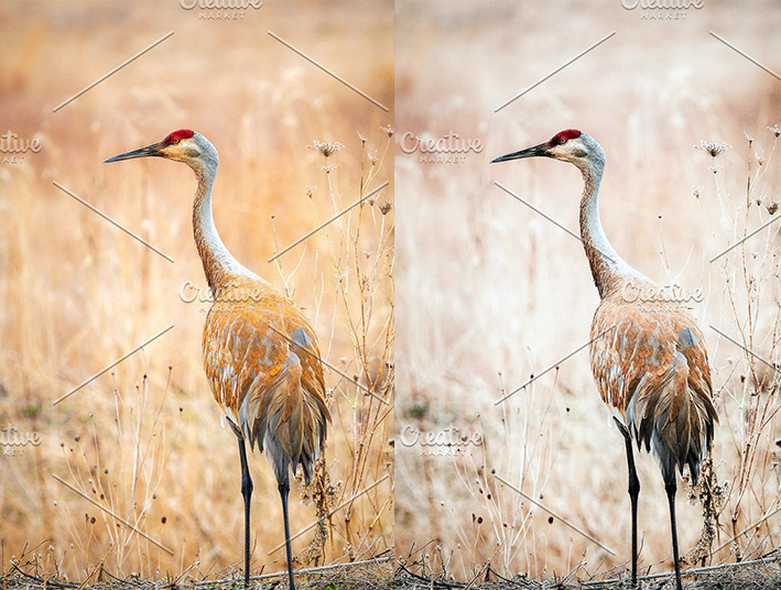 42 پریست لایت روم حرفه ای پرندگان و حیوانات Birds Lightroom Presets 42 پریست لایت روم حرفه ای پرندگان و حیوانات Birds Lightroom Presets