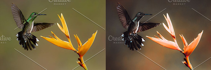 42 پریست لایت روم حرفه ای پرندگان و حیوانات Birds Lightroom Presets 42 پریست لایت روم حرفه ای پرندگان و حیوانات Birds Lightroom Presets