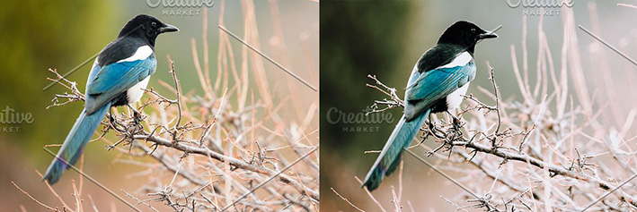 42 پریست لایت روم حرفه ای پرندگان و حیوانات Birds Lightroom Presets 42 پریست لایت روم حرفه ای پرندگان و حیوانات Birds Lightroom Presets