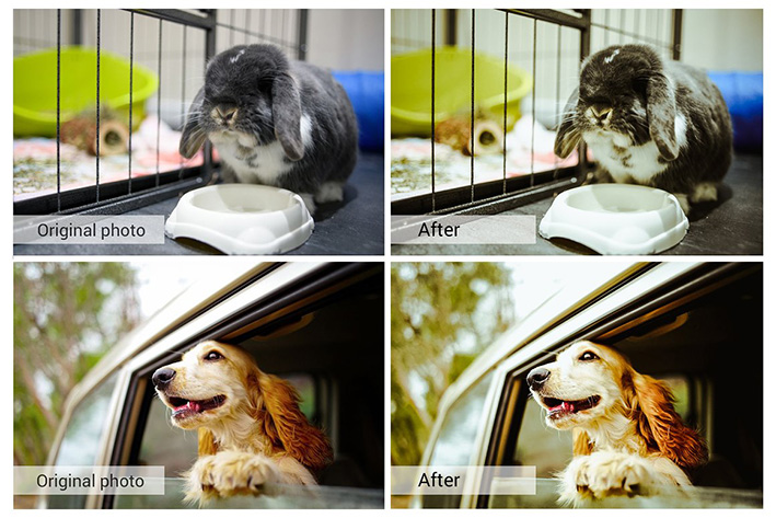 61 پریست لایت روم و کمرا راو و اکشن فتوشاپ و لات رنگی Lovely Pets Lightroom Presets 61 پریست لایت روم و کمرا راو و اکشن فتوشاپ و لات رنگی Lovely Pets Lightroom Presets