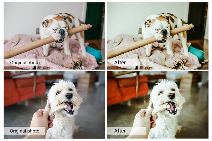 61 پریست لایت روم و کمرا راو و اکشن فتوشاپ و لات رنگی Lovely Pets Lightroom Presets 61 پریست لایت روم و کمرا راو و اکشن فتوشاپ و لات رنگی Lovely Pets Lightroom Presets