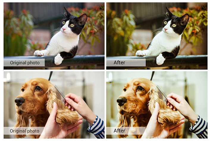 61 پریست لایت روم و کمرا راو و اکشن فتوشاپ و لات رنگی Lovely Pets Lightroom Presets 61 پریست لایت روم و کمرا راو و اکشن فتوشاپ و لات رنگی Lovely Pets Lightroom Presets