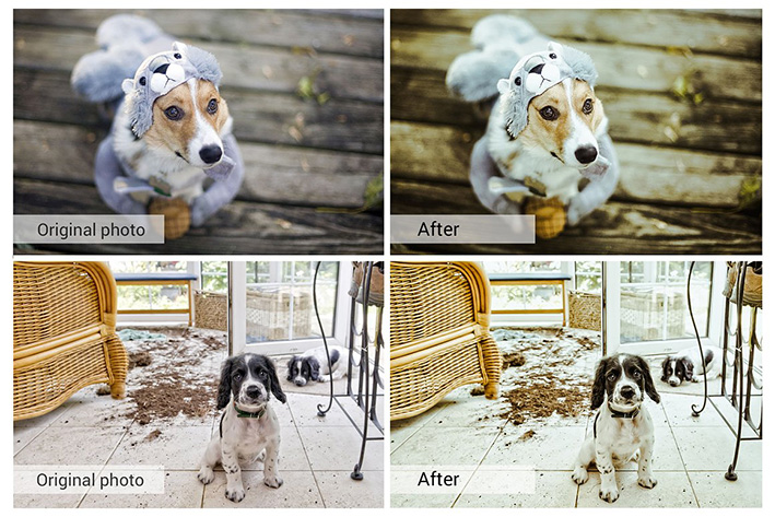 61 پریست لایت روم و کمرا راو و اکشن فتوشاپ و لات رنگی Lovely Pets Lightroom Presets 61 پریست لایت روم و کمرا راو و اکشن فتوشاپ و لات رنگی Lovely Pets Lightroom Presets