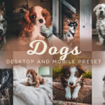 16 پریست لایت روم حرفه ای رنگی تم حیوانات خانگی Dogs Lightroom Presets