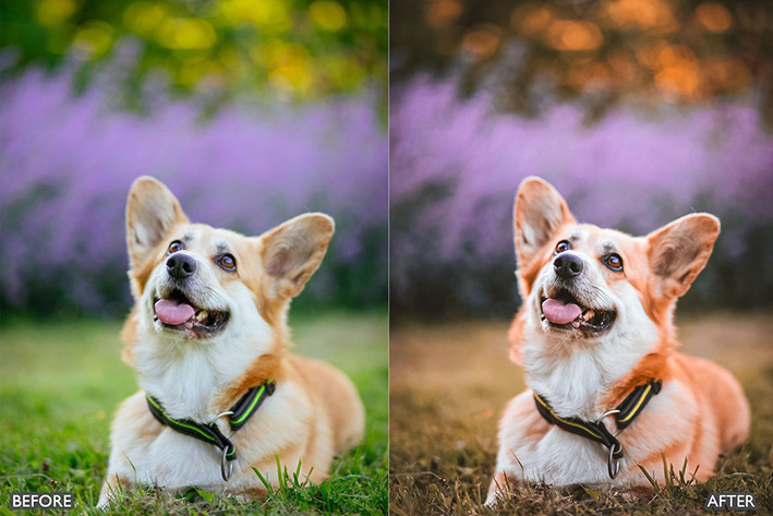 16 پریست لایت روم عکس حیوانات خانگی Pet Lovers Lightroom Presets 16 پریست لایت روم عکس حیوانات خانگی Pet Lovers Lightroom Presets