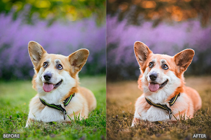 16 پریست لایت روم عکس حیوانات خانگی Pet Lovers Lightroom Presets