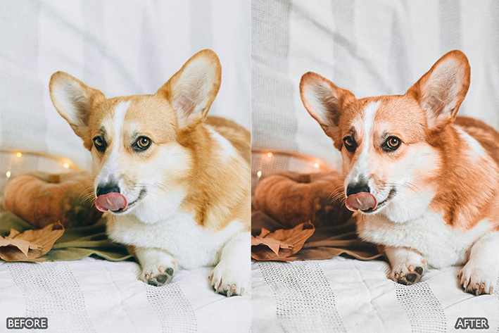 16 پریست لایت روم عکس حیوانات خانگی Pet Lovers Lightroom Presets
