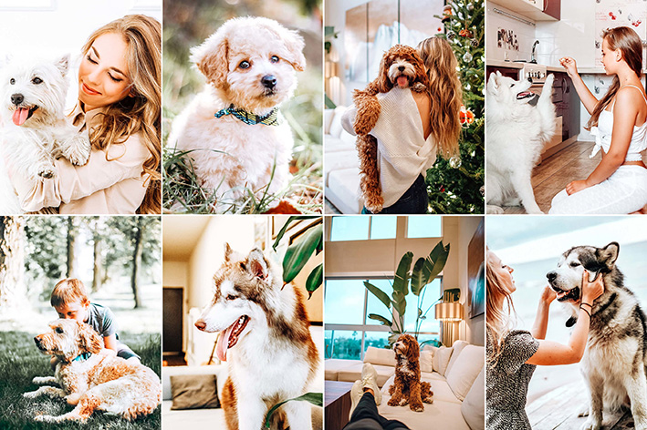 20پریست لایت روم 2022 عکس حیوانات خانگی Pet And I Lightroom Presets